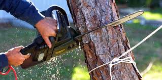 Best Tree Maintenance Programs  in Buckhorn, CA