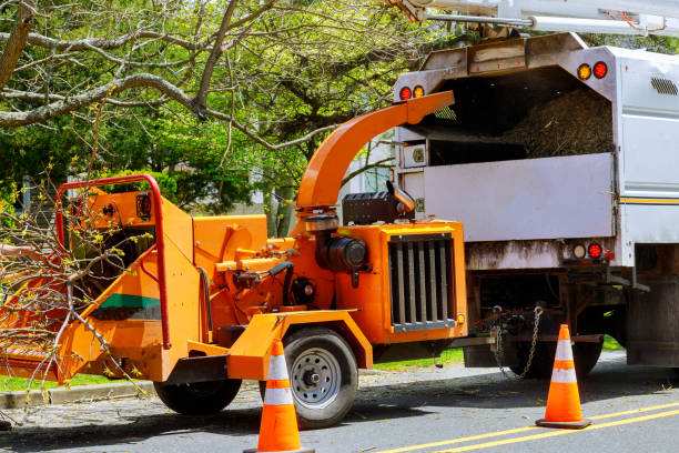 Trusted Buckhorn, CA Tree Services Experts