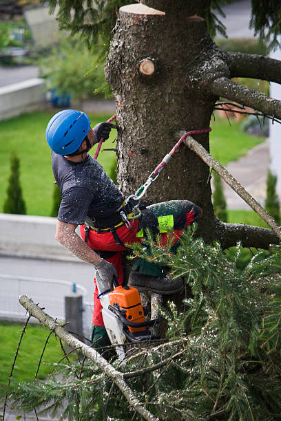 Best Tree Cabling and Bracing  in Buckhorn, CA