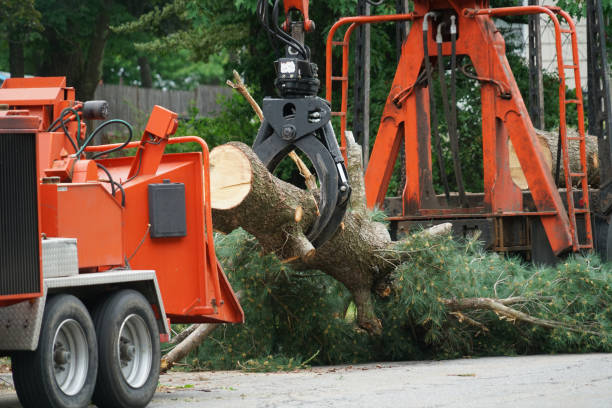 Best Storm Damage Tree Cleanup  in Buckhorn, CA