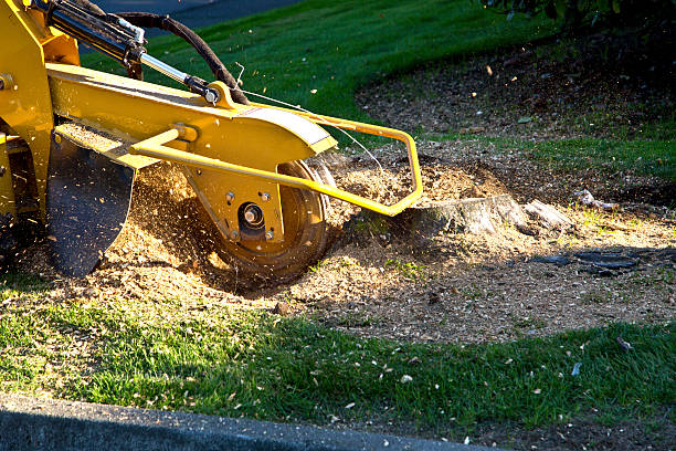 Best Sod Installation  in Buckhorn, CA