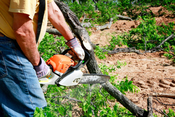 Best Arborist Consultation Services  in Buckhorn, CA